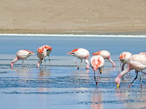 Flamencos